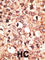 Cryptochrome Circadian Regulator 1 antibody, abx032696, Abbexa, Western Blot image 