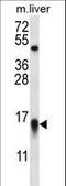 MYC Binding Protein antibody, LS-C164698, Lifespan Biosciences, Western Blot image 