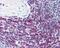 CD7 Molecule antibody, 48-987, ProSci, Immunohistochemistry frozen image 