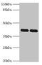 Mitogen-Activated Protein Kinase 13 antibody, orb355567, Biorbyt, Western Blot image 