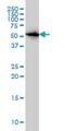 TNF Receptor Associated Factor 3 antibody, H00010487-M01, Novus Biologicals, Western Blot image 