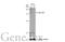 p21 antibody, GTX629543, GeneTex, Western Blot image 