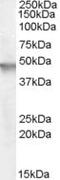 Cytohesin 2 antibody, MBS420892, MyBioSource, Western Blot image 