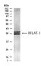 Kruppel Like Factor 13 antibody, NBP2-23614, Novus Biologicals, Western Blot image 