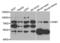 GRB2 Associated Binding Protein 1 antibody, abx004770, Abbexa, Western Blot image 