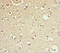 GAS2-like protein 1 antibody, LS-C675793, Lifespan Biosciences, Immunohistochemistry paraffin image 