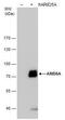AT-rich interactive domain-containing protein 5A antibody, MA5-18306, Invitrogen Antibodies, Western Blot image 