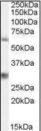 Membrane Palmitoylated Protein 6 antibody, orb88102, Biorbyt, Western Blot image 