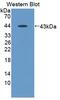 Angiogenin antibody, MBS2027789, MyBioSource, Western Blot image 