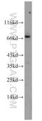 Cornulin antibody, 11799-1-AP, Proteintech Group, Western Blot image 