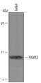 Receptor Activity Modifying Protein 2 antibody, AF6427, R&D Systems, Western Blot image 