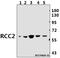 Regulator Of Chromosome Condensation 2 antibody, A06203, Boster Biological Technology, Western Blot image 