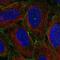Myosin IC antibody, NBP2-58873, Novus Biologicals, Immunofluorescence image 
