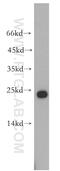 HD Domain Containing 2 antibody, 16632-1-AP, Proteintech Group, Western Blot image 