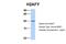 H2A Histone Family Member Y antibody, NBP1-53003, Novus Biologicals, Western Blot image 