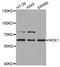 NADPH Oxidase 1 antibody, STJ111270, St John