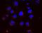 KDEL Endoplasmic Reticulum Protein Retention Receptor 1 antibody, orb96350, Biorbyt, Immunocytochemistry image 