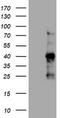 KI-67 antibody, TA800800BM, Origene, Western Blot image 