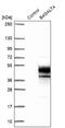 Beta-1,4-Galactosyltransferase 4 antibody, NBP2-14343, Novus Biologicals, Western Blot image 