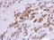 Jade Family PHD Finger 1 antibody, GTX106807, GeneTex, Immunohistochemistry paraffin image 