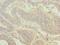 WD Repeat Domain 53 antibody, LS-C398711, Lifespan Biosciences, Immunohistochemistry paraffin image 