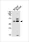 Trafficking Protein Particle Complex 13 antibody, PA5-49386, Invitrogen Antibodies, Western Blot image 