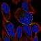 Blood Vessel Epicardial Substance antibody, PA5-53235, Invitrogen Antibodies, Immunofluorescence image 