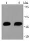 Heat Shock Protein Family B (Small) Member 6 antibody, NBP2-67815, Novus Biologicals, Western Blot image 