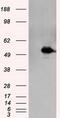 MTOR Associated Protein, Eak-7 Homolog antibody, CF501037, Origene, Western Blot image 