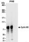Cyclin And CBS Domain Divalent Metal Cation Transport Mediator 3 antibody, NBP2-32134, Novus Biologicals, Immunoprecipitation image 