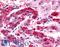 Adrenoceptor Alpha 1B antibody, LS-A697, Lifespan Biosciences, Immunohistochemistry paraffin image 