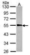 Glycogenin 2 antibody, LS-C186397, Lifespan Biosciences, Western Blot image 