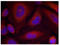 Synaptotagmin 1 antibody, AP09491PU-N, Origene, Immunofluorescence image 