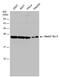 DJ-1 antibody, PA5-78363, Invitrogen Antibodies, Western Blot image 