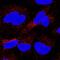 CD63 Molecule antibody, MAB5048, R&D Systems, Immunocytochemistry image 