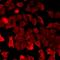 SP5 antibody, LS-C667988, Lifespan Biosciences, Immunofluorescence image 