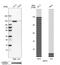 Smoothelin antibody, HPA051778, Atlas Antibodies, Western Blot image 