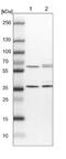Peroxisomal Biogenesis Factor 19 antibody, NBP1-92255, Novus Biologicals, Western Blot image 