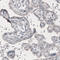 Centrosomal Protein 350 antibody, AMAb91164, Atlas Antibodies, Immunohistochemistry paraffin image 