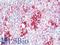 Interleukin 37 antibody, LS-B10134, Lifespan Biosciences, Immunohistochemistry paraffin image 