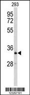 Cysteine Rich With EGF Like Domains 2 antibody, 63-826, ProSci, Western Blot image 