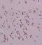 Semaphorin 4C antibody, orb11361, Biorbyt, Immunohistochemistry paraffin image 