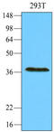 RNA Exonuclease 1 Homolog antibody, LS-B2942, Lifespan Biosciences, Western Blot image 