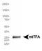 Transcription Factor A, Mitochondrial antibody, MA5-16148, Invitrogen Antibodies, Western Blot image 