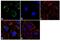 p102 antibody, GTX22899, GeneTex, Immunocytochemistry image 