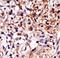 Cell Cycle Associated Protein 1 antibody, LS-C98459, Lifespan Biosciences, Immunohistochemistry frozen image 