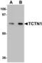 Tectonic Family Member 1 antibody, LS-C115866, Lifespan Biosciences, Western Blot image 