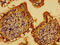 ADP Ribosylation Factor Like GTPase 4C antibody, LS-C396184, Lifespan Biosciences, Immunohistochemistry paraffin image 