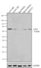 Ligand Of Numb-Protein X 1 antibody, 720003, Invitrogen Antibodies, Western Blot image 