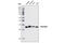 Fibrillarin antibody, 2639T, Cell Signaling Technology, Western Blot image 